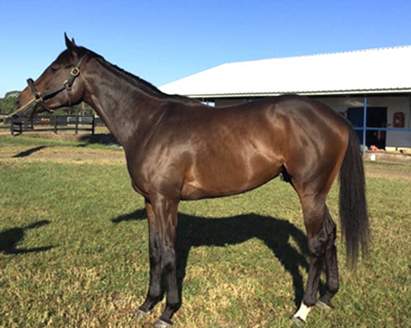 Mo Town Pedigree Profile